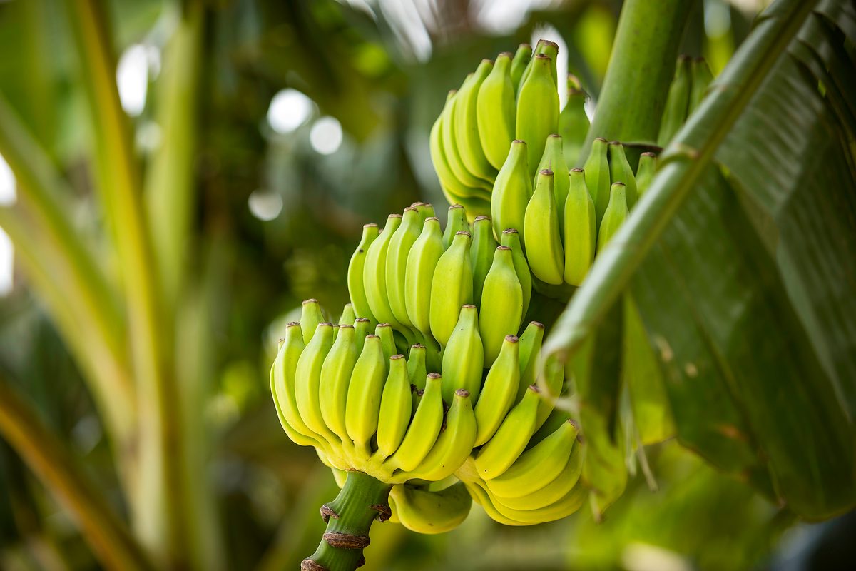 Banana