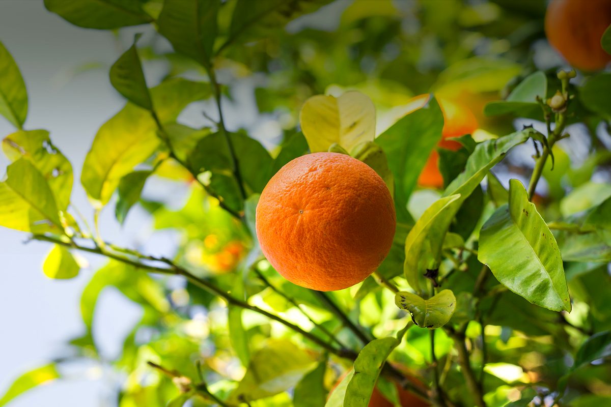 Laranja